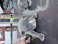 French Bulldog üst segment orjinal
