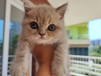 British longhair minişler yeni sahiplerini bekliyor