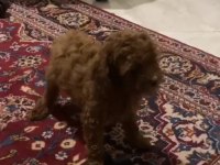 Tiny Dişi Poodle Yavru