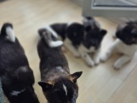 Amerikan akita yavru