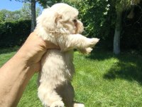 MALTİPOO YAVRULAR
