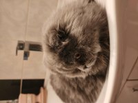 6 aylık aşıları tam scottish fold