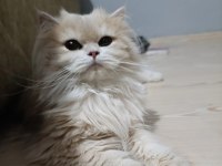 British longhair cy 12 dişi