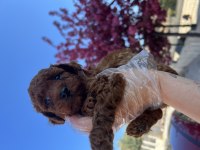 KOYU POODLE SEVENLER KIVIR KIVIR BEBEKLER