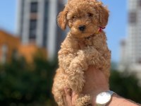 DİŞİ MALTİPOO YAVRUMUZ