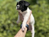 Sevimli ve Maskeli French Bulldog Yavrularım