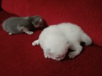 N11 british shorthair yavruları yuva arıyor