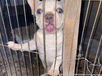 Egzotik french bulldog erkek