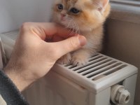 Golden yavru teslime hazır scottish fold
