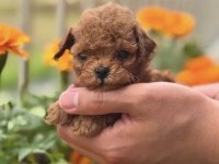 Toy Poodle Safkan