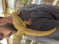 Yasal Mikroçipli Ek15 belgeli Uromastx Geyri