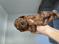 50 Günlük Dark Poodle Yavrular
