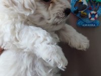 Tombiş maltipoo yavrular