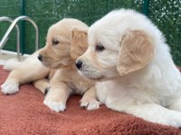 Dişi golden retriever bebekler