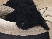 SİYAH TOY POODLE KÖPEĞİ