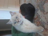 7 aylık british shorthair damızlık erkek kedimiz