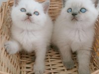 Mavi gözlü blue point british shorthair yavrular