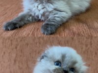 Minik scottish fold longhair prenses