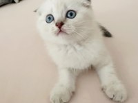 Saf kan ayı surat scottish fold kızım