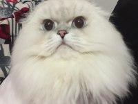 Şecereli oğlumun beyaz british shorthair bebişleri