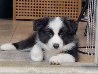 Dişi erkek border collie kapıda ödemeli güvenli sistem