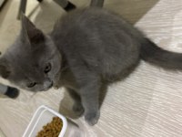 British shorthair yavrusu