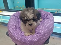 Sağlık ve ırk garantili yavru shih tzu