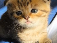 Efsane Tatlı Scottish Fold Silver Yavrular