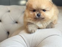 Dişi ve erkek pomeranian boo kardeşler