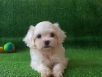 Orijinal Maltese Yavrularımız