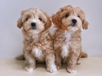 GARANTİLİ MALTİPOO BEBEKLER