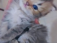 Safkan bebekler british longhair