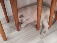 İNSANLARI ANLAYAN ÇOK AKILLI KEDİME YUVA ARIYORUM