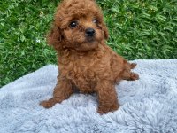 Toy poodle yavruları