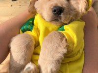 Golden Retriever Adrese Teslim Hizmetimiz Vardır