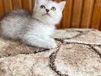 British shorthair silver point 2 aylık dişi