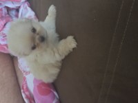 2 AYLIK YAVRU PEKİNEZ KÖPEKLER