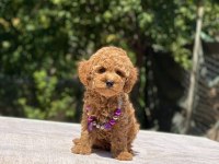Çok Sevimli ve Oyuncu Toy Poodle Yavrularımız