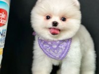 Safkan Pomeranian Boo Bebekler