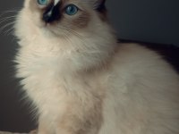 Uygun fiyata ragdoll yavru