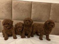 AŞILI WC EĞİTİMLİ 0 NUMARA POODLE YAVRULAR