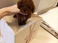 Kore toy poodle yavrular