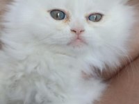 Yavru iran kedisi