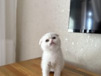 BEYAZ SCOTTISH FOLD YAVRULARIM 