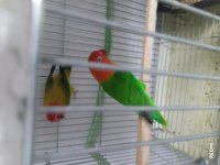 Green opalin green ewening