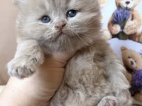 British Longhair Yavru