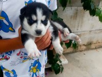 Husky Köpeği Bebekler