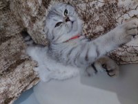 Yedi yavrulu 5 yavrulu anne dahil verilecektir scottish fold