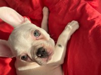 10 EKİM DOĞUMLU 6 AYLIK AŞIRI OYUNCU FRENCH BULLDOG