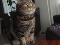Scottish Straight Golden Tabby